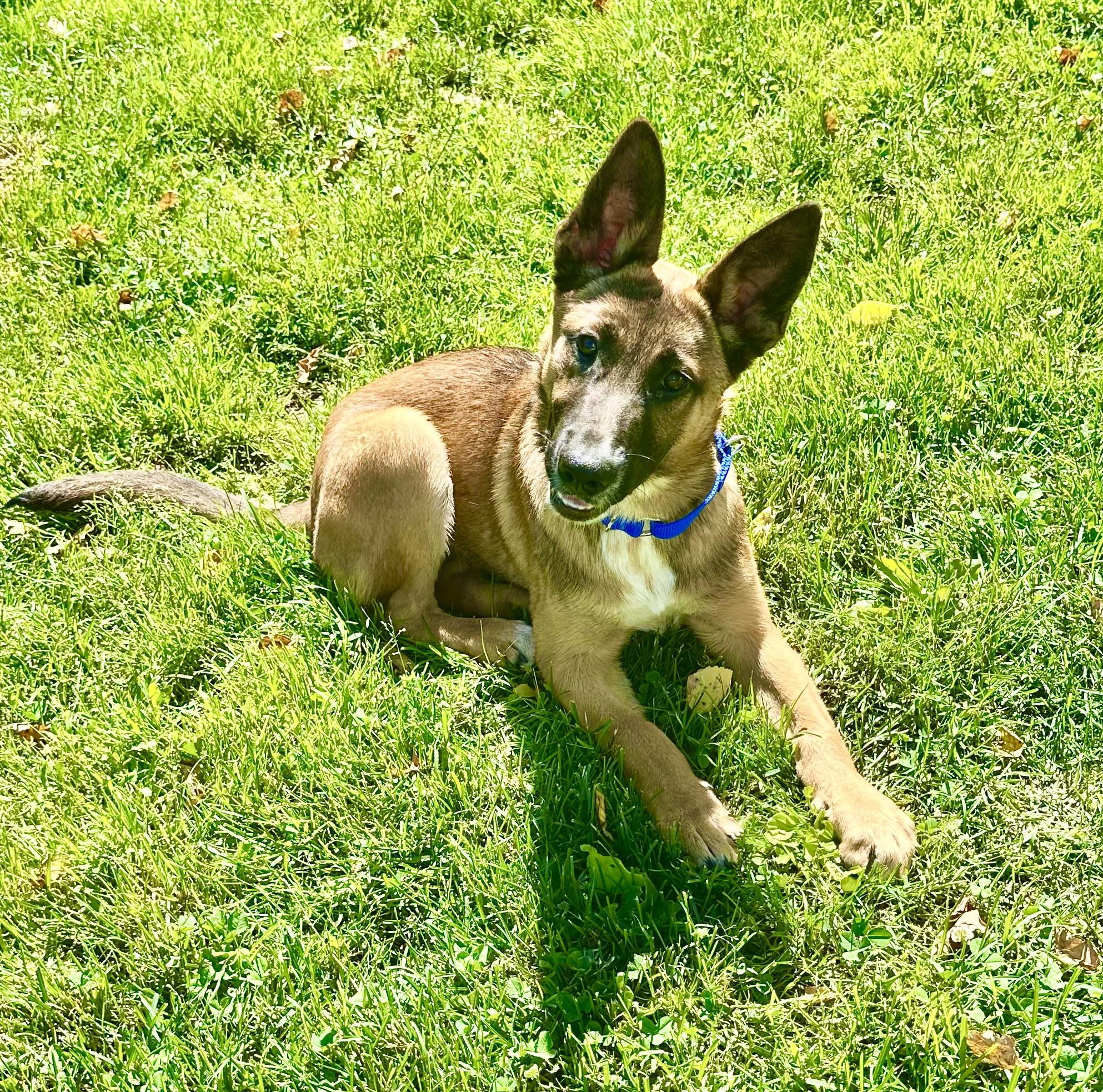 ZARA, adopted, Puppy Female Belgian Shepherd / Malinois.