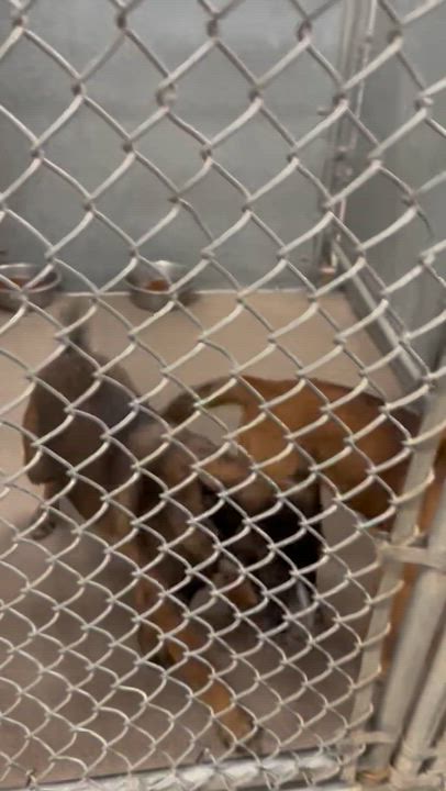Enlarge ZARA (female) & Arlo (male), a ADOPTABLE mixed breed in Duxbury, MA video 1/3