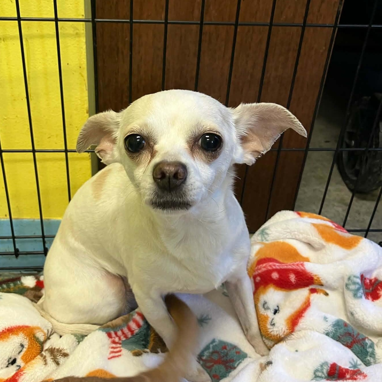 Enlarge Angel, a ADOPTABLE Chihuahua in Lexington, KY image 3/5