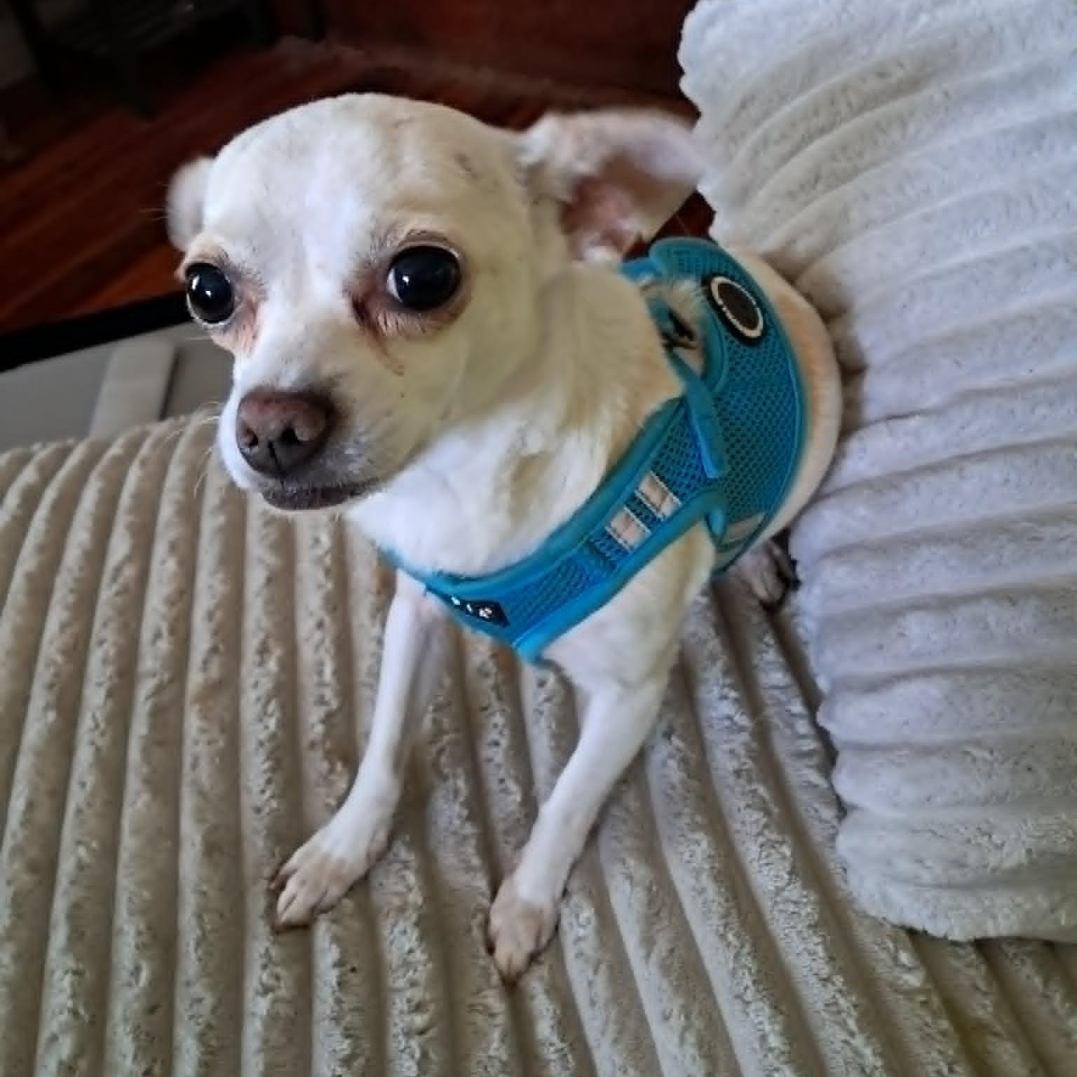 Enlarge Angel, a ADOPTABLE Chihuahua in Lexington, KY image 5/5