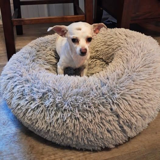 Enlarge Angel, a ADOPTABLE Chihuahua in Lexington, KY image 2/5