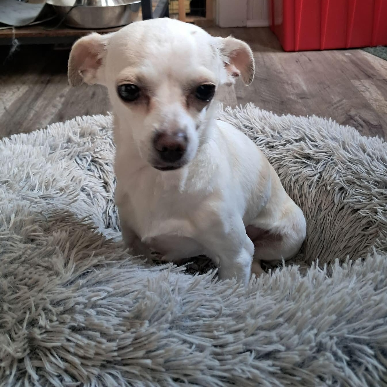 Enlarge Angel, a ADOPTABLE Chihuahua in Lexington, KY image 4/5