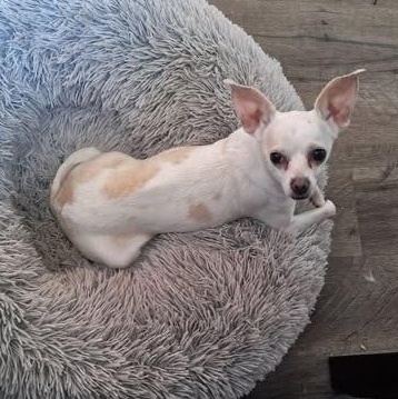 Enlarge Angel, a ADOPTABLE Chihuahua in Lexington, KY image 1/5