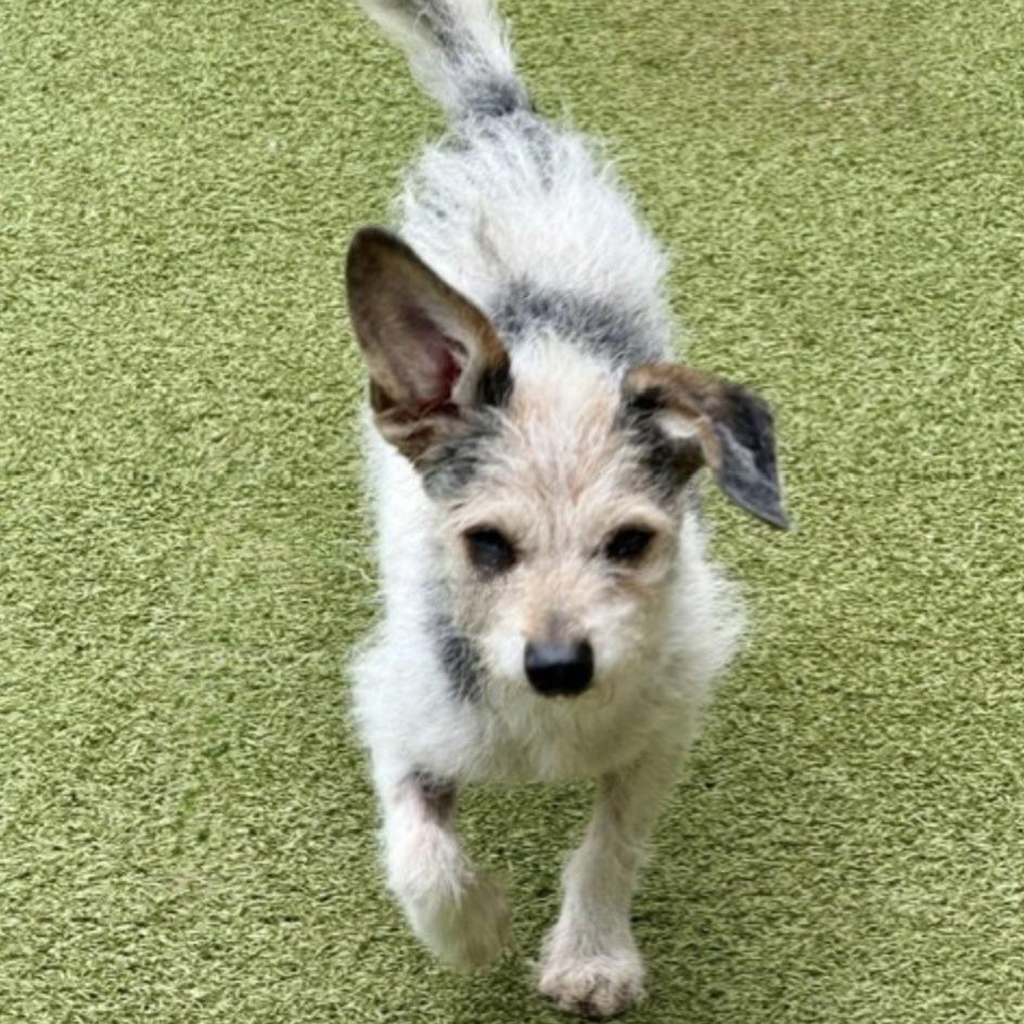 Enlarge JACKSON BROWNE, a Adoptable mixed breed in middlefield, CT image 4/6