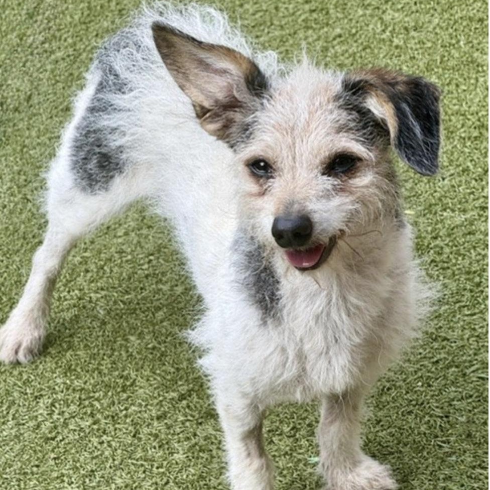 Enlarge JACKSON BROWNE, a Adoptable mixed breed in middlefield, CT image 5/6