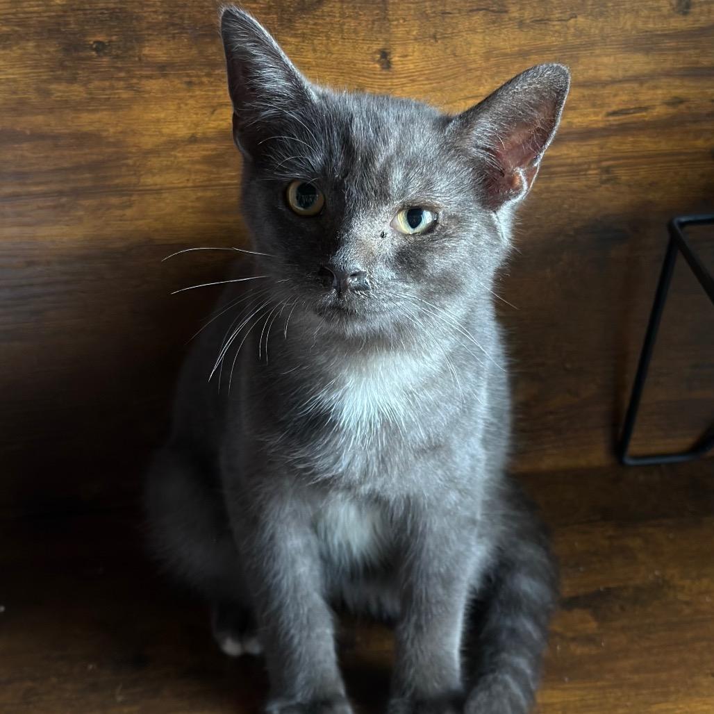 Q-Tip, Adoptable, Kitten Male Domestic Short Hair.