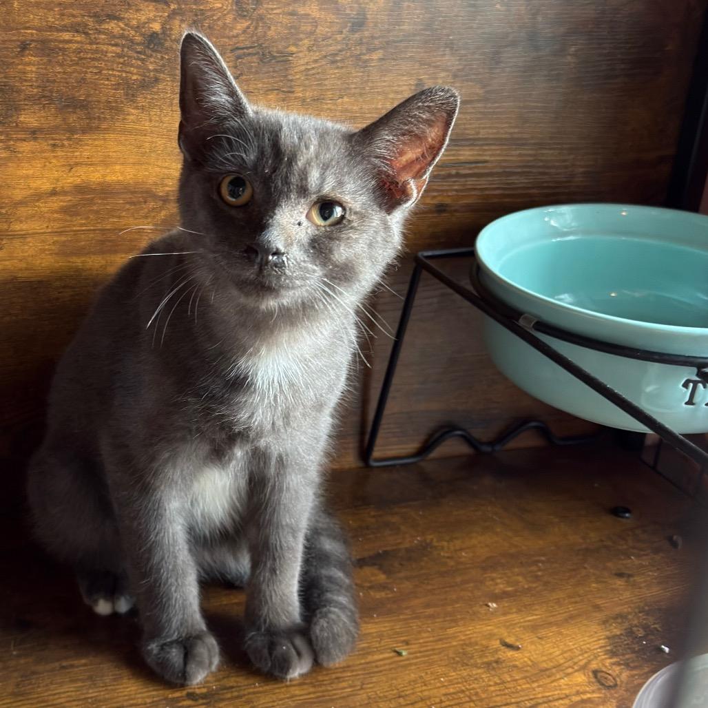 Enlarge Q-Tip, a Adoptable Domestic Short Hair in Granville, OH image 2/2