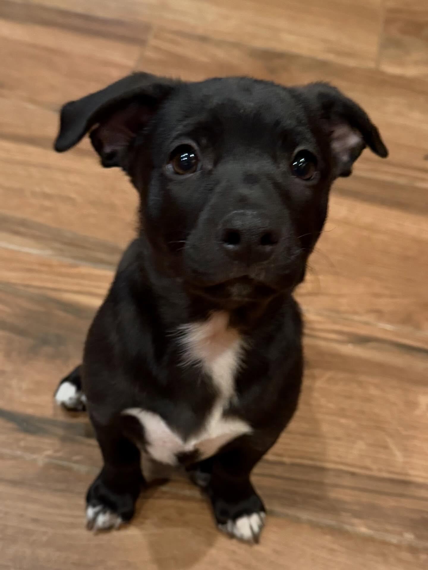 Enlarge Rhonda, a Adopted mixed breed in Phoenix, AZ image 2/2