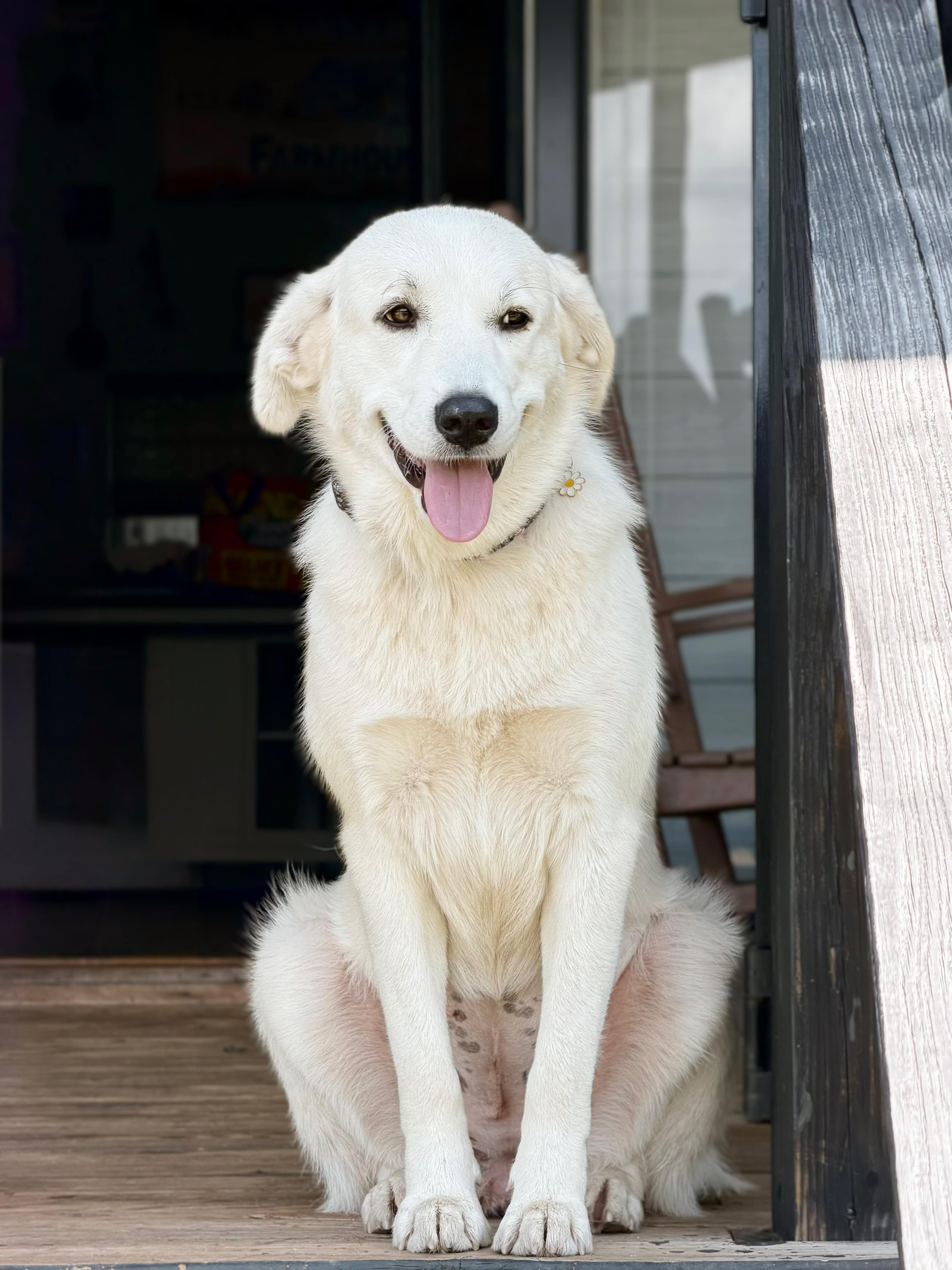 Willow, an adoptable mixed breed in Douglas, GA image 1/2