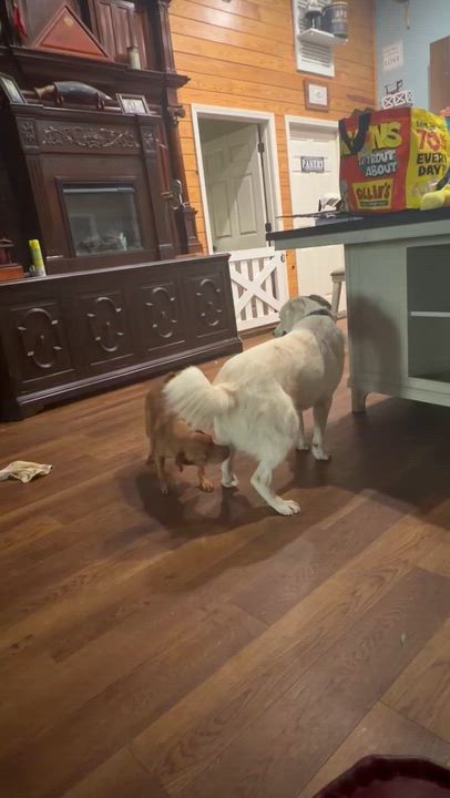 Enlarge Willow, an adoptable mixed breed in Douglas, GA video 2/2