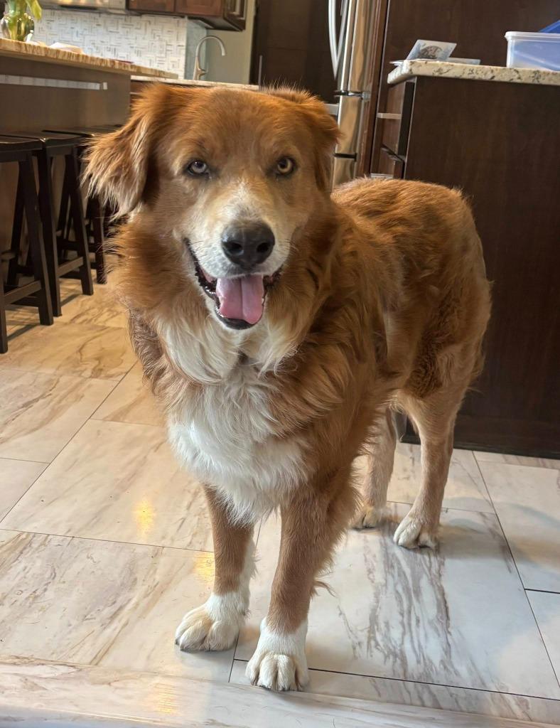 Enlarge Odin $475, a Adoptable mixed breed in Milwaukee, WI image 1/3