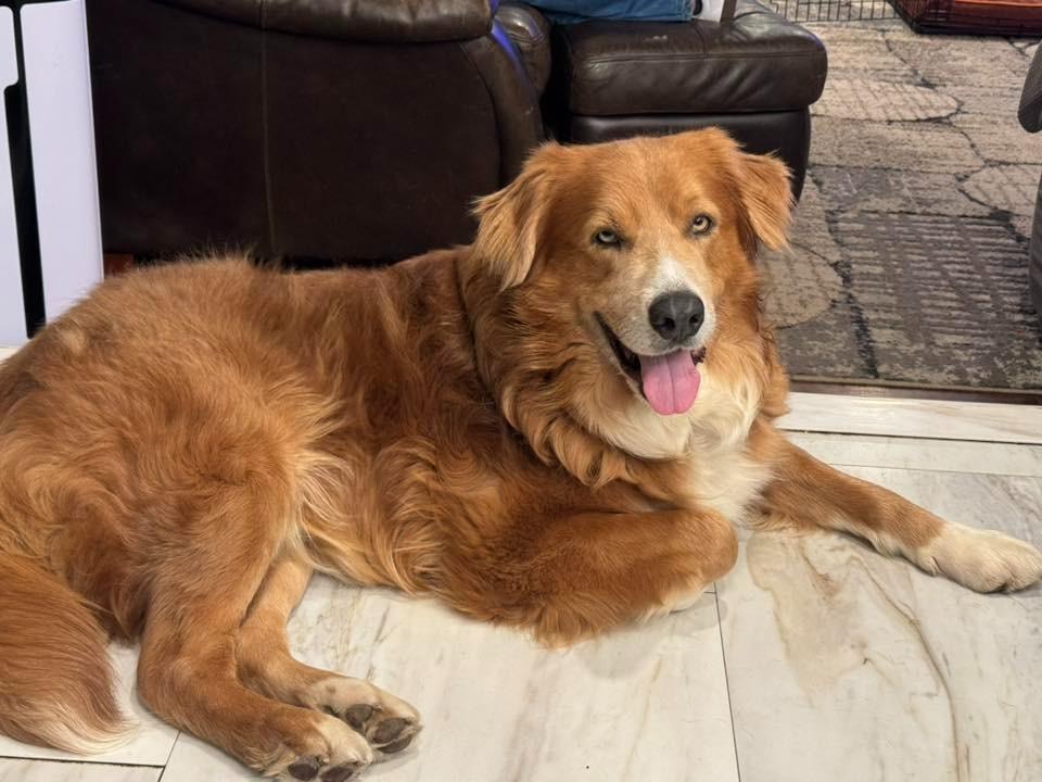 Enlarge Odin $475, a Adoptable mixed breed in Milwaukee, WI image 3/3