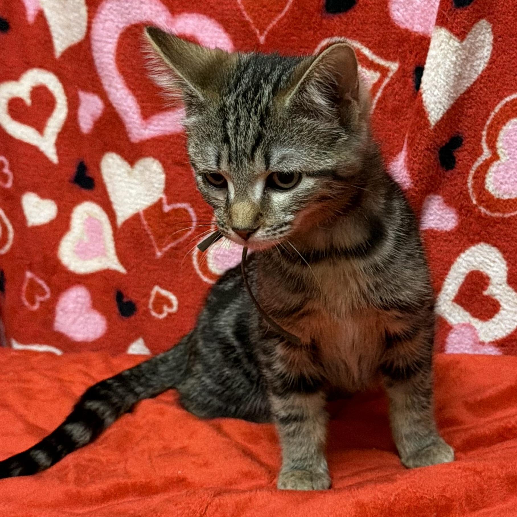 Enlarge Lucy, an adoptable mixed breed in Libertyville, IL image 2/3