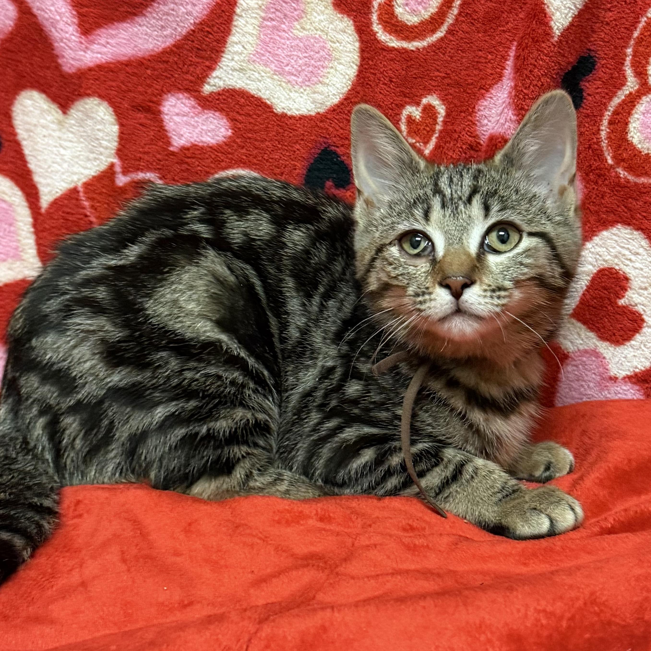 Lucy, adoptable, Kitten Female Domestic Short Hair.