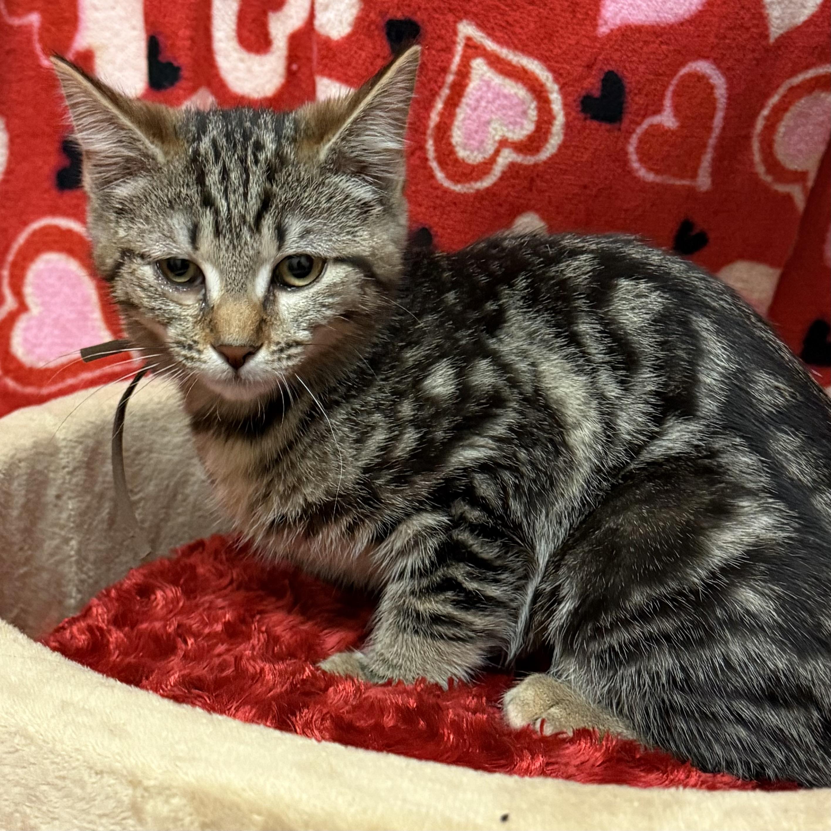 Enlarge Lucy, an adoptable mixed breed in Libertyville, IL image 3/3