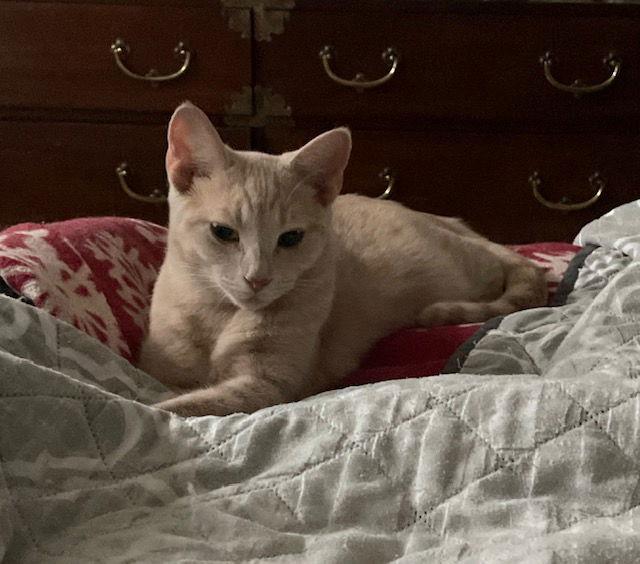 Meadow, a Adoptable Domestic Short Hair in Pittsboro, NC image 1/3