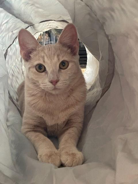 Meadow, a Adoptable Domestic Short Hair in Pittsboro, NC image 1/6