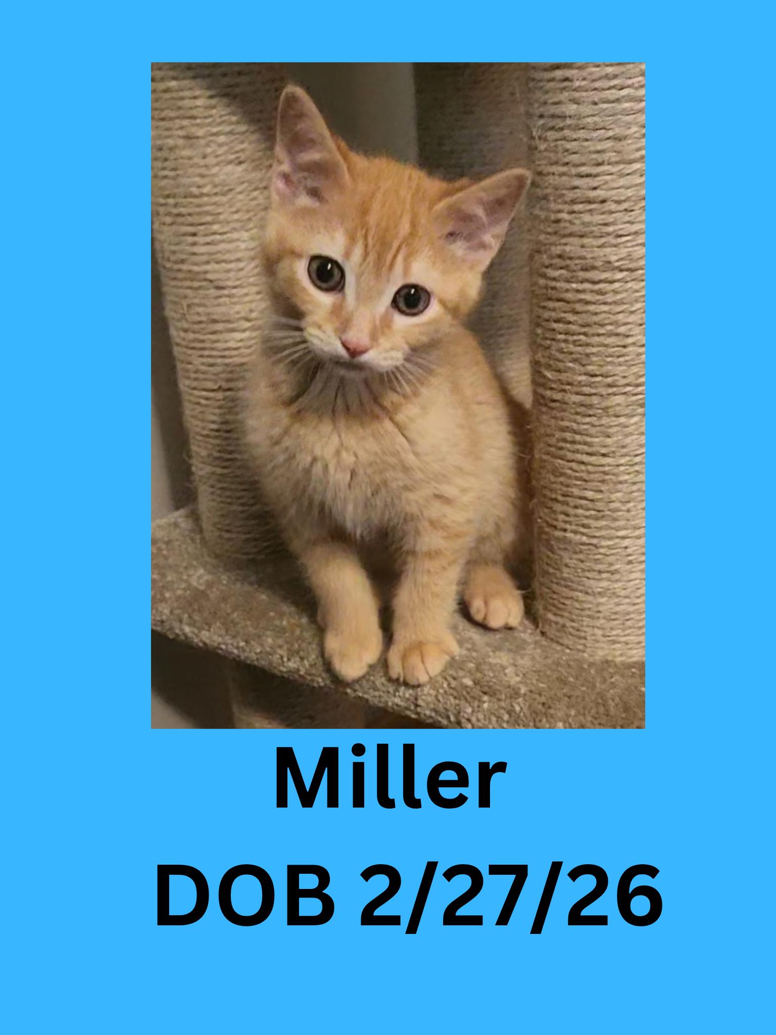 Enlarge Miller, an adopted Domestic Short Hair in Ravenna, OH image 1/1