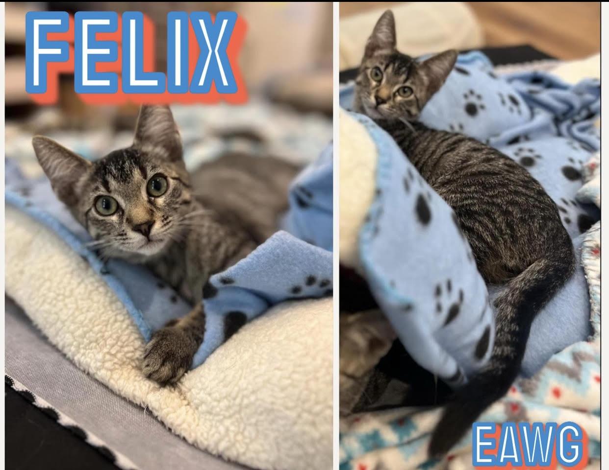 Felix, Adoptable, Young Male Domestic Short Hair & Tabby.