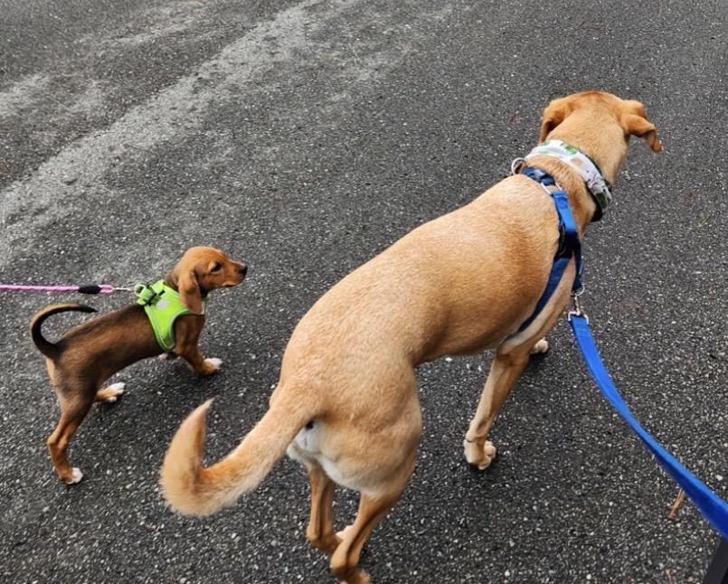 Enlarge Birdie, an adopted mixed breed in Calabash, NC image 2/3