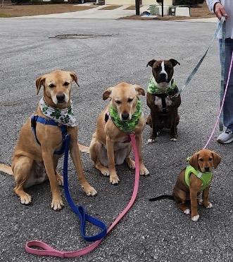 Enlarge Birdie, an adopted mixed breed in Calabash, NC image 3/3