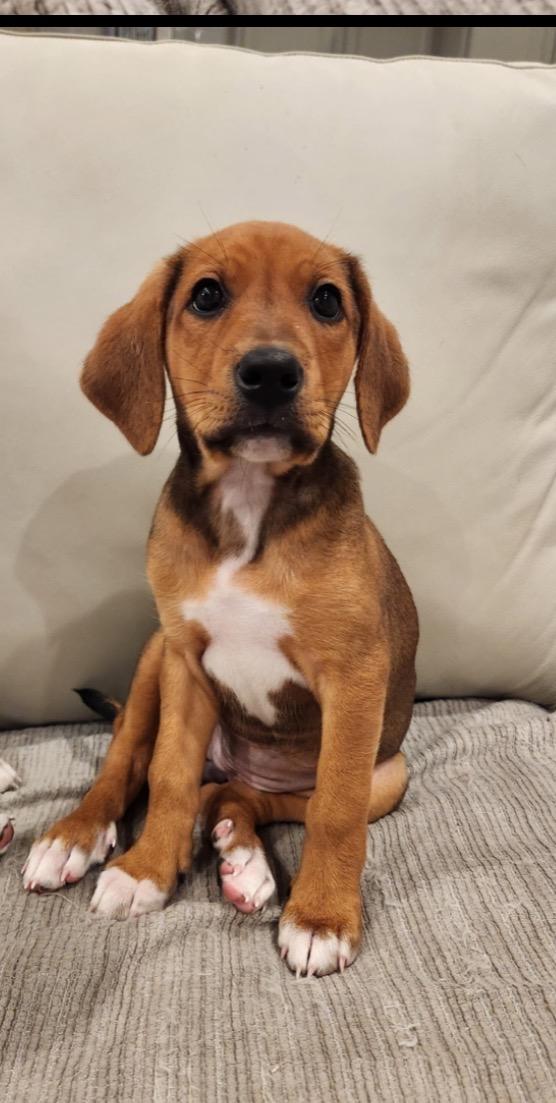 Birdie, adopted, Young Female Hound & Beagle.