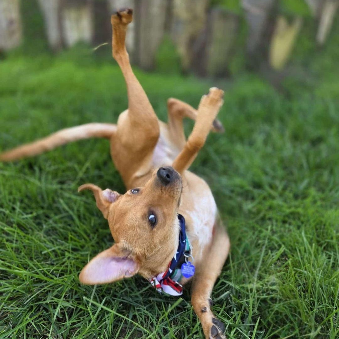 Ring Pop, an adoptable Feist, Terrier in Encinitas, CA, 92024 | Photo Image 1