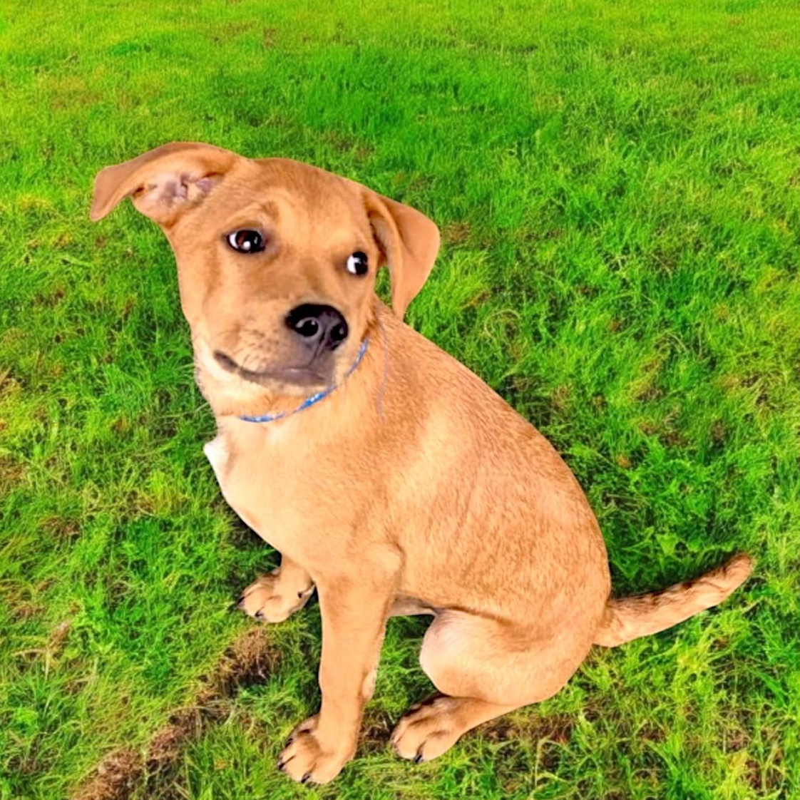 Ring Pop, an adoptable Mixed Breed, Feist in Encinitas, CA, 92024 | Photo Image 3