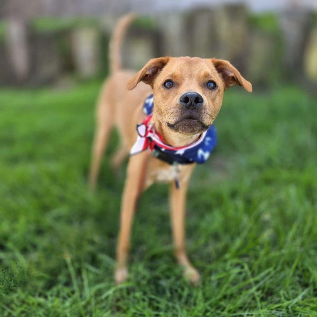 Ring Pop, an adoptable Feist, Terrier in Encinitas, CA, 92024 | Photo Image 3