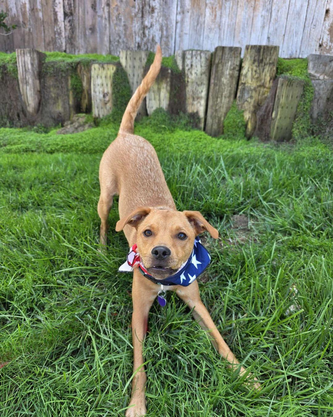 Ring Pop, an adoptable Feist, Terrier in Encinitas, CA, 92024 | Photo Image 5
