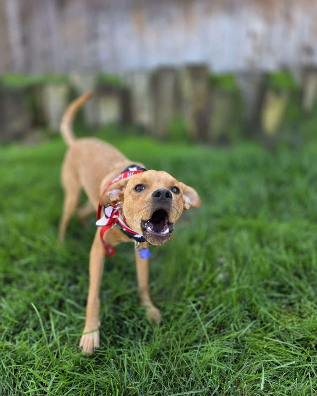Ring Pop, an adoptable Feist, Terrier in Encinitas, CA, 92024 | Photo Image 2
