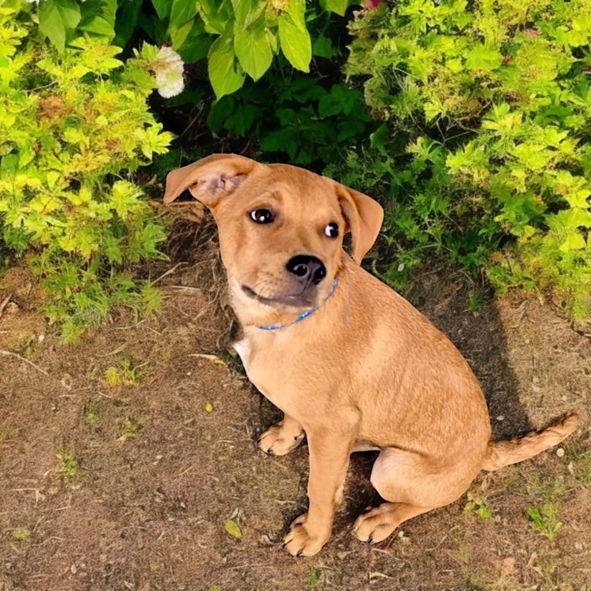 Ring Pop, an adoptable Mixed Breed, Feist in Encinitas, CA, 92024 | Photo Image 2