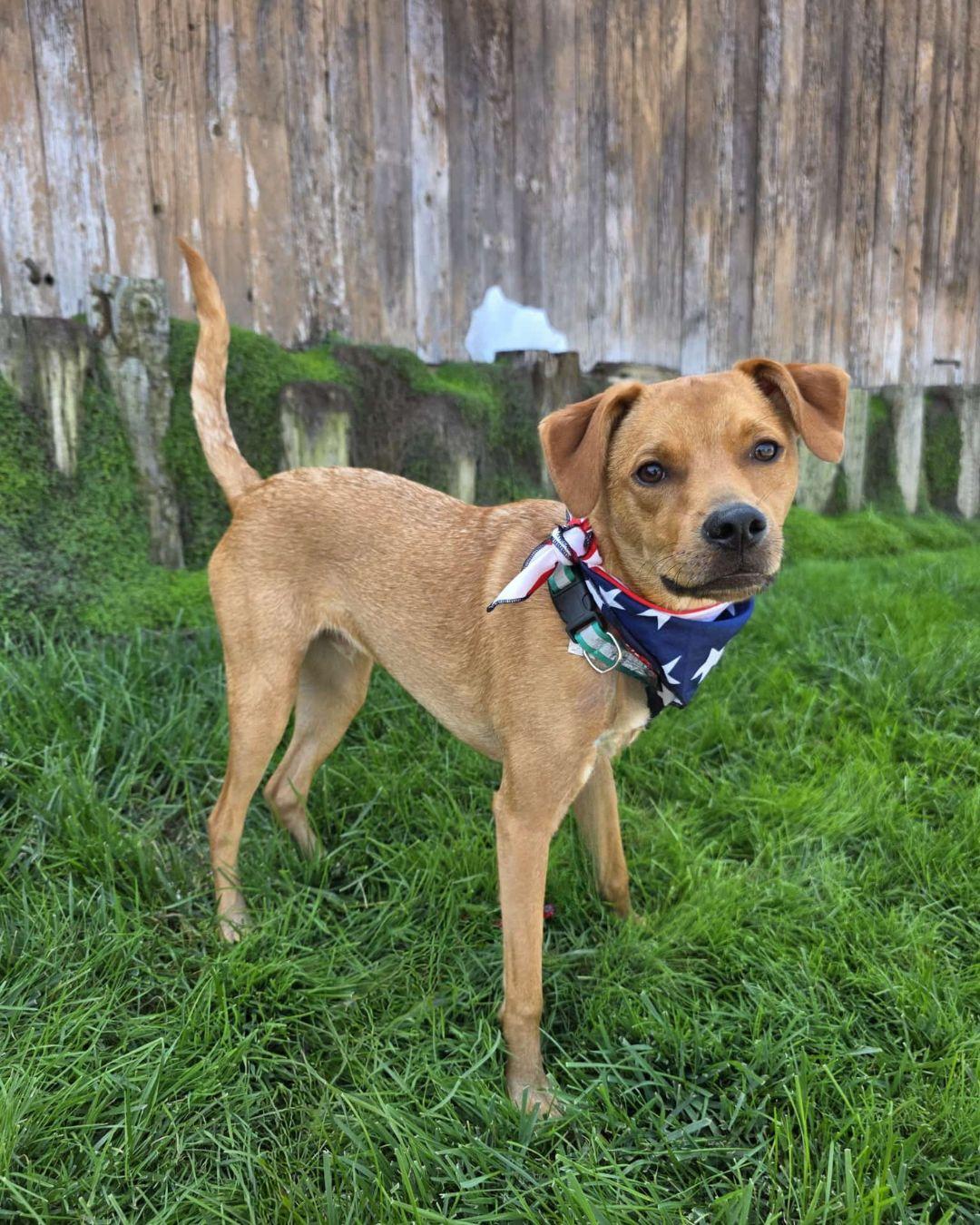Ring Pop, an adoptable Feist, Terrier in Encinitas, CA, 92024 | Photo Image 4