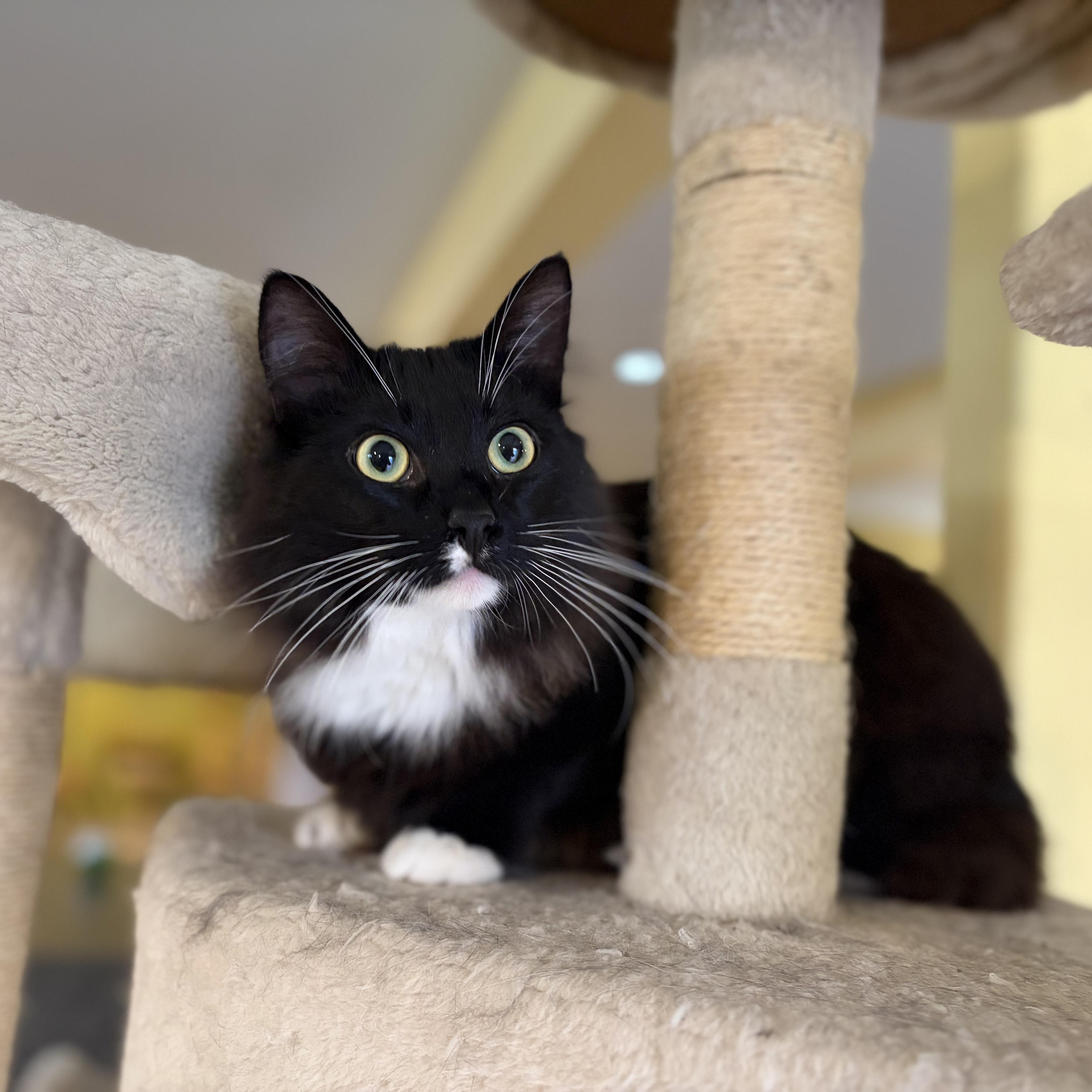 Enlarge Wattson, a Adoptable Domestic Short Hair in Greensboro, NC image 6/6