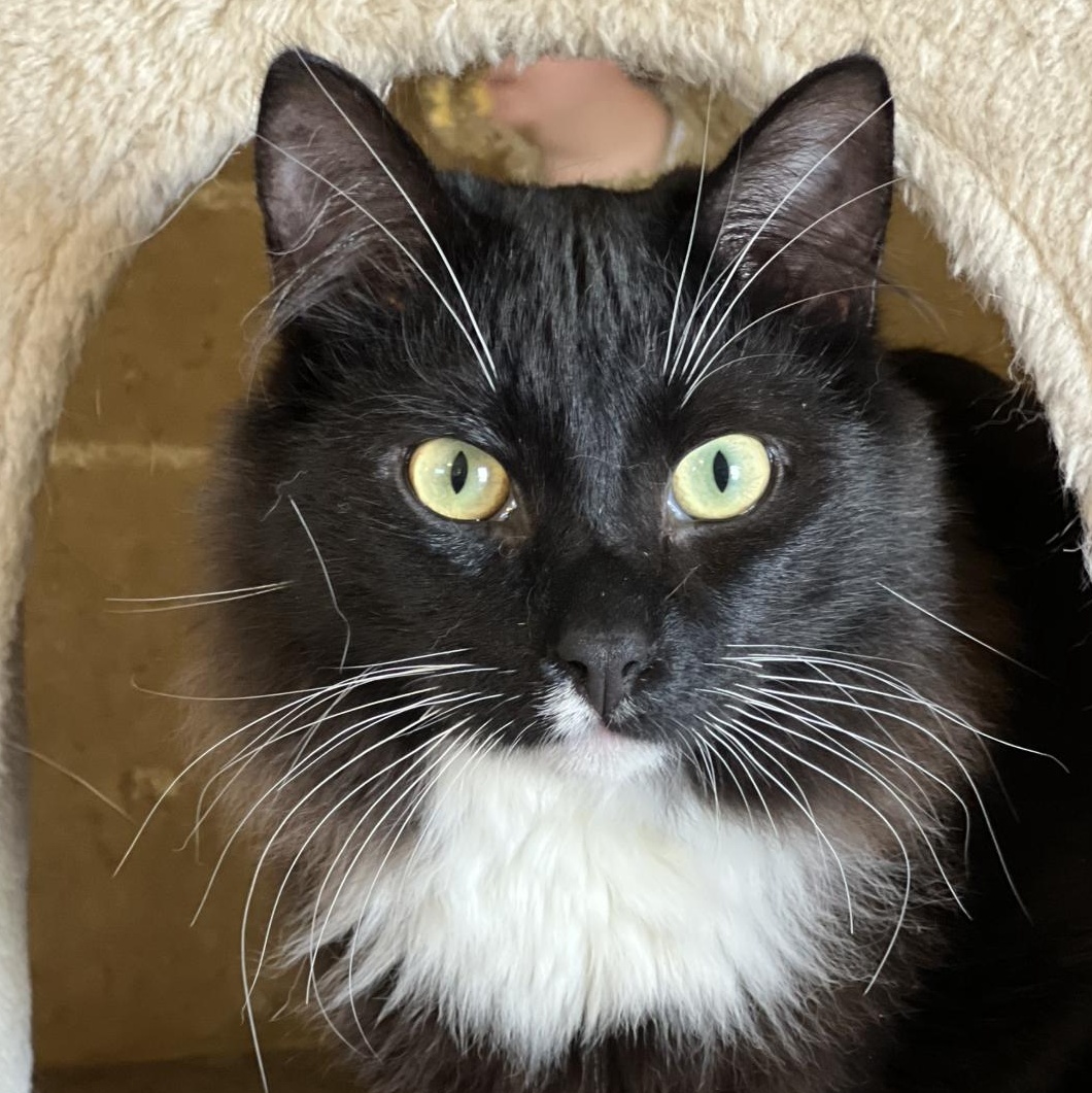 Enlarge Wattson, a Adoptable Domestic Short Hair in Greensboro, NC image 2/6