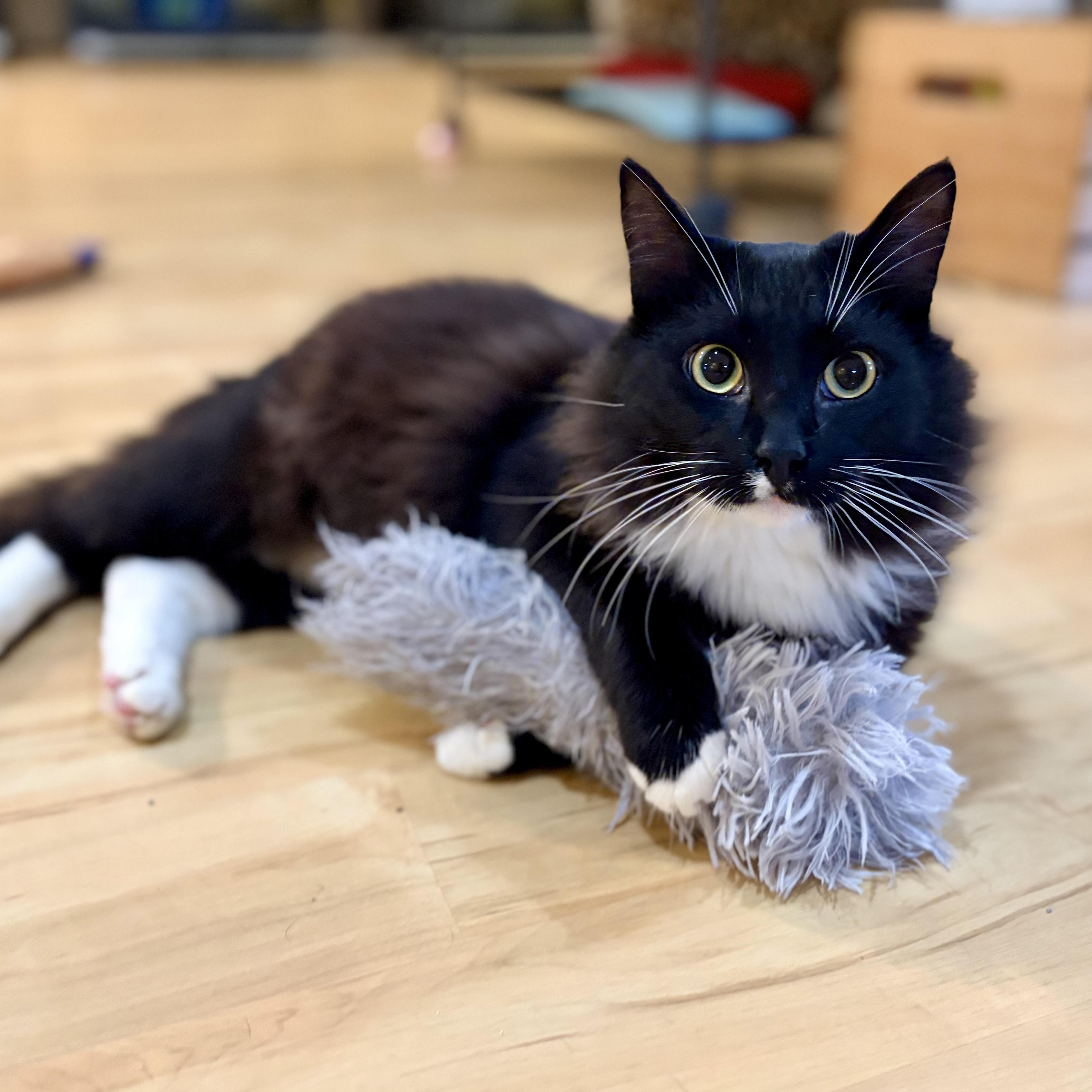 Enlarge Wattson, a Adoptable Domestic Short Hair in Greensboro, NC image 4/6