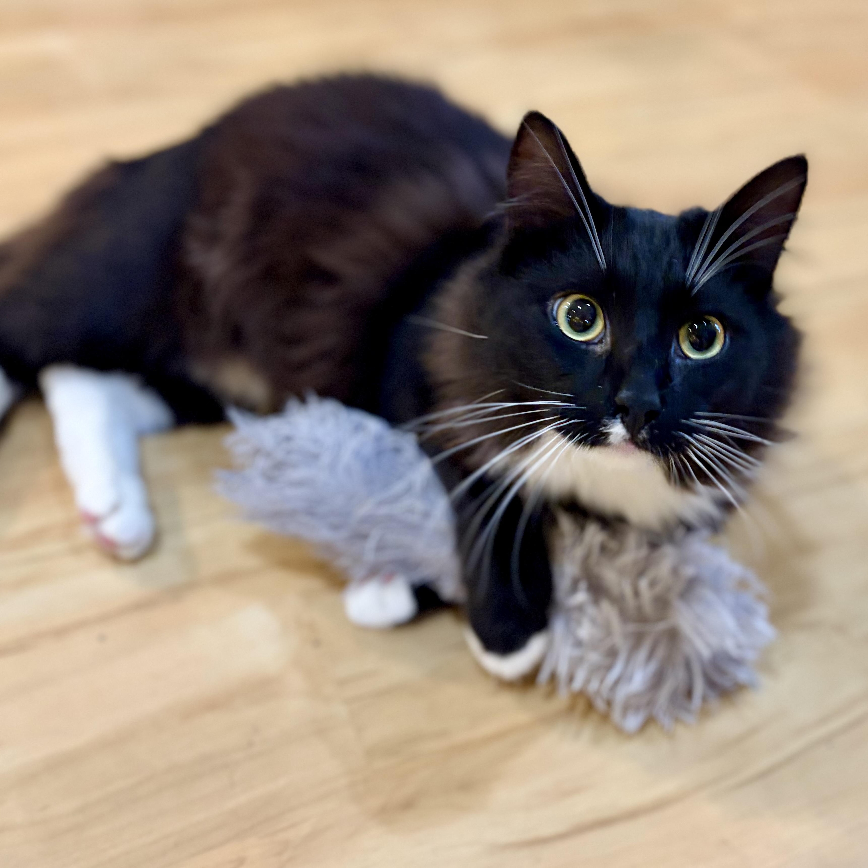 Enlarge Wattson, a Adoptable Domestic Short Hair in Greensboro, NC image 3/6