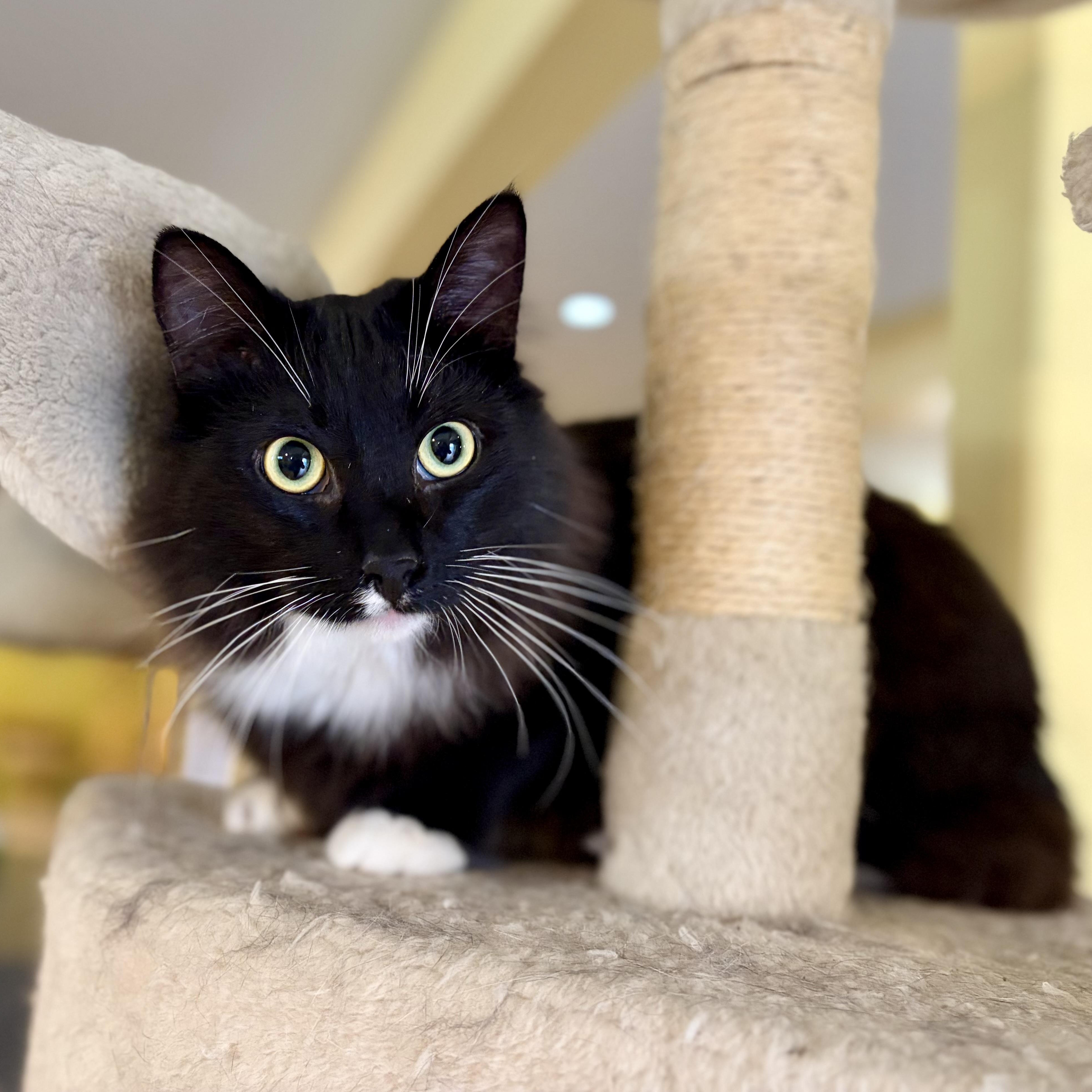 Enlarge Wattson, a Adoptable Domestic Short Hair in Greensboro, NC image 1/6