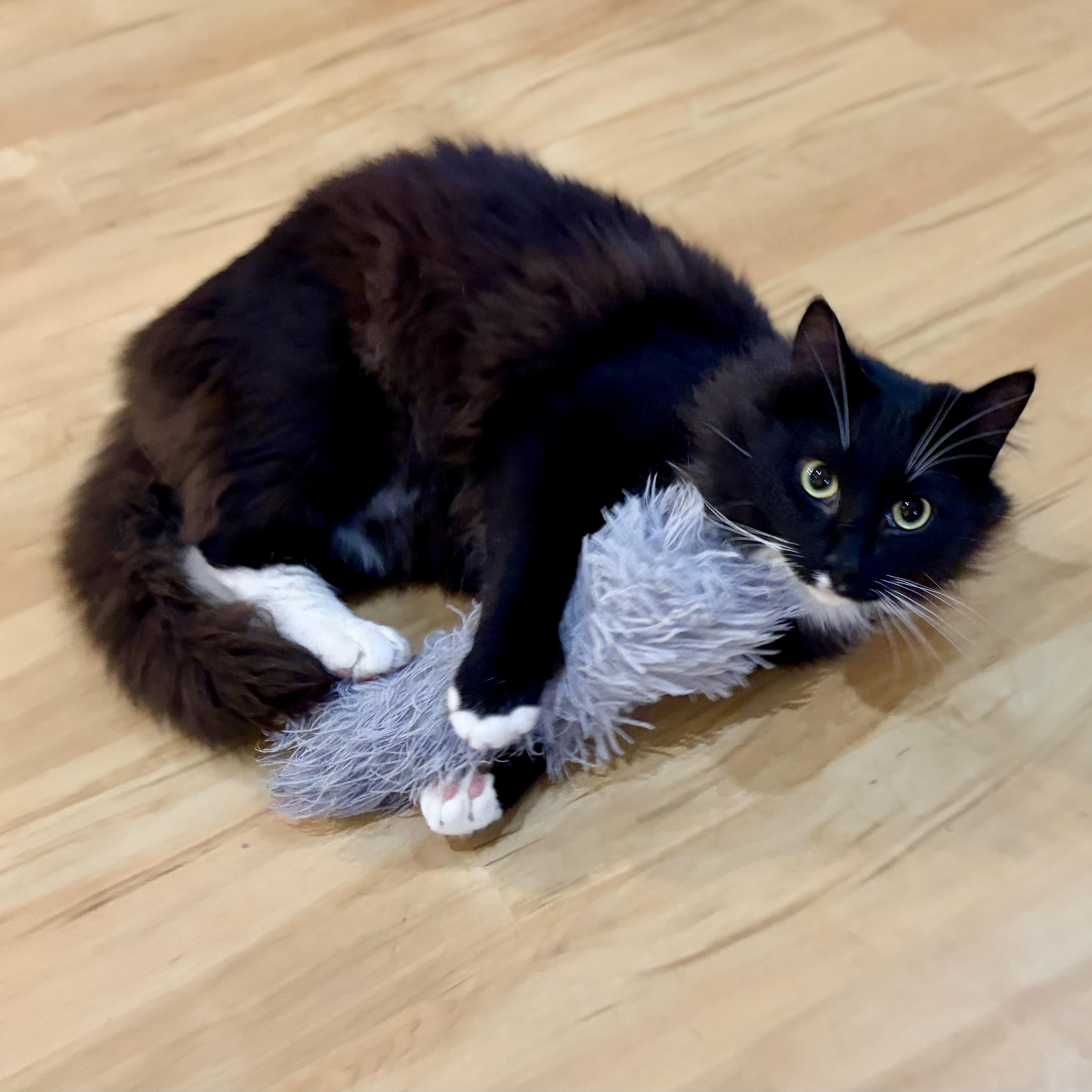 Enlarge Wattson, a Adoptable Domestic Short Hair in Greensboro, NC image 5/6