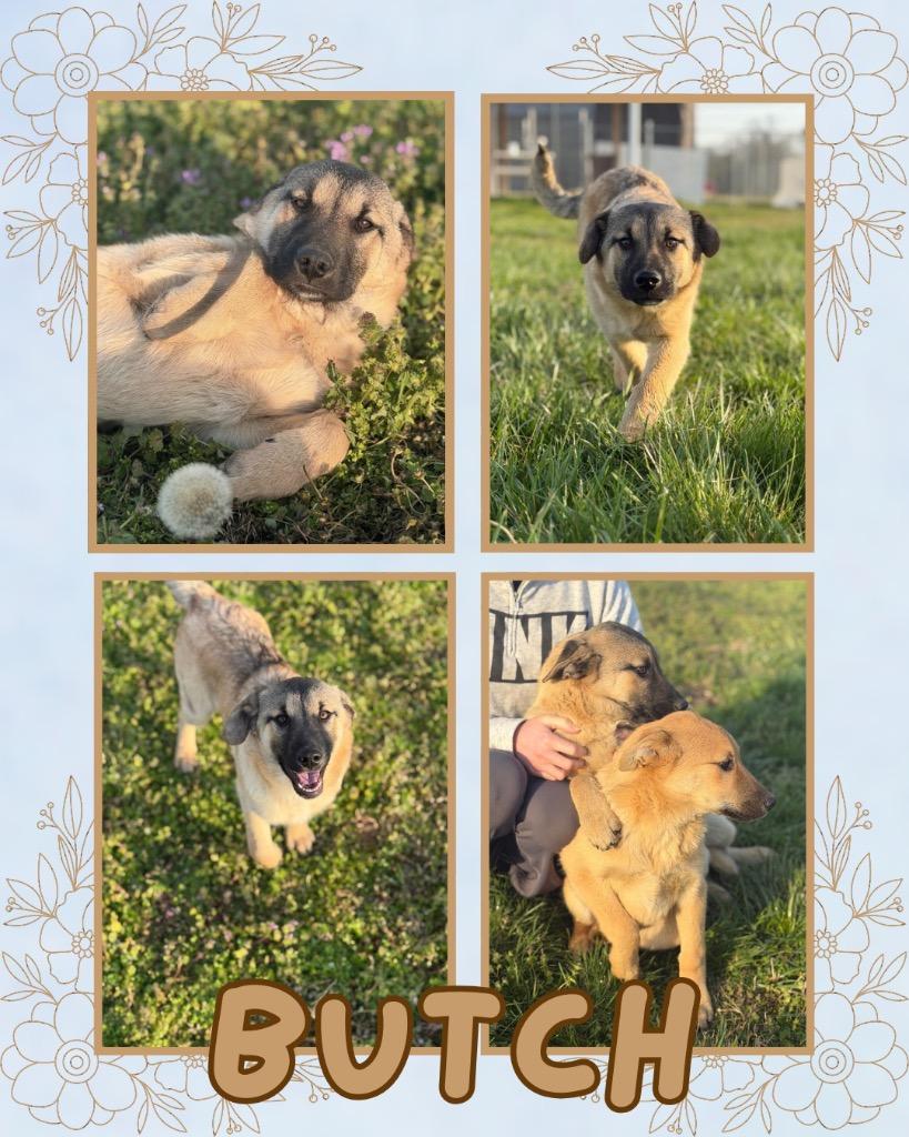 Timmy, Adoptable, Puppy Male Keeshond.