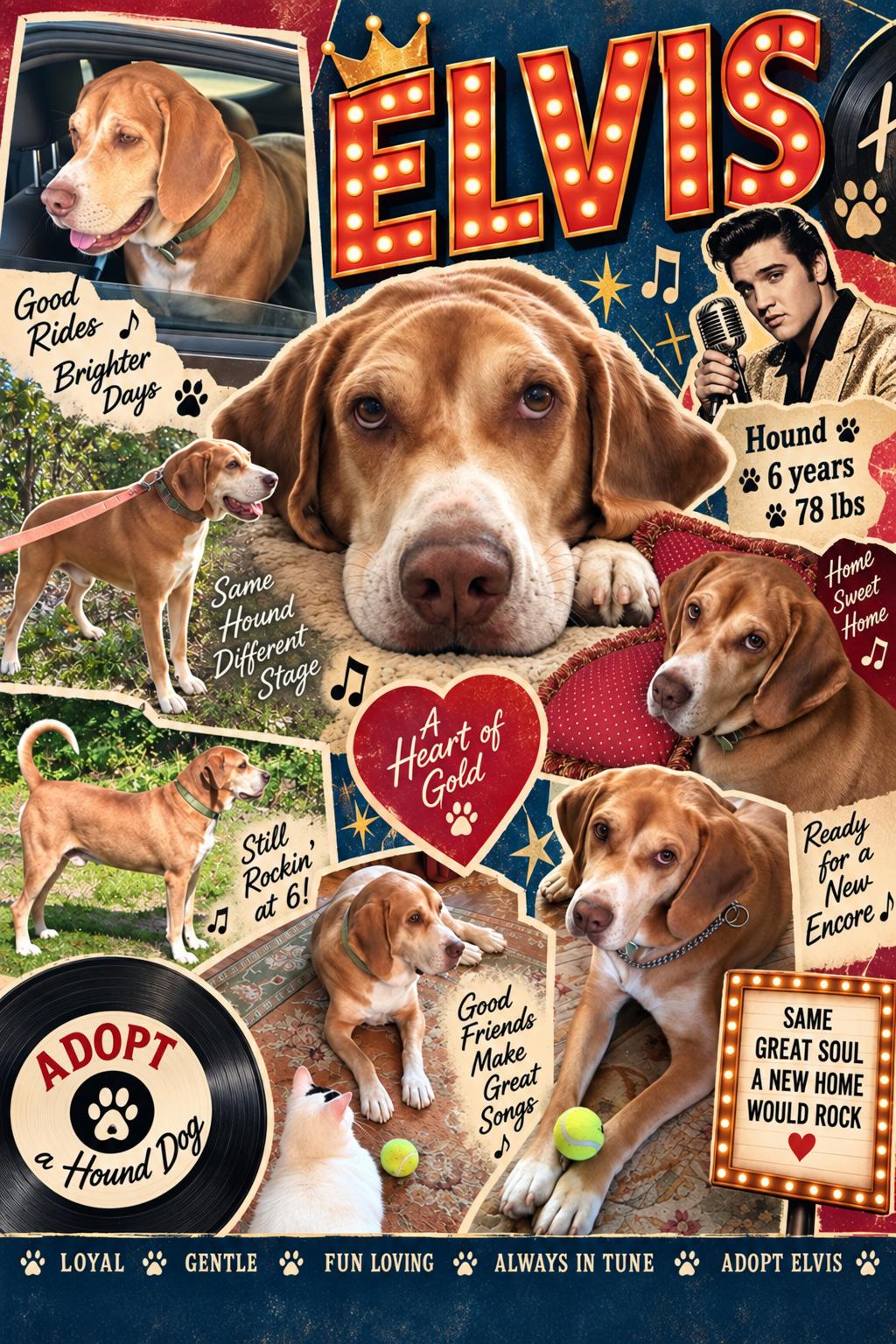 Elvis, Adoptable, Adult Male Redbone Coonhound.