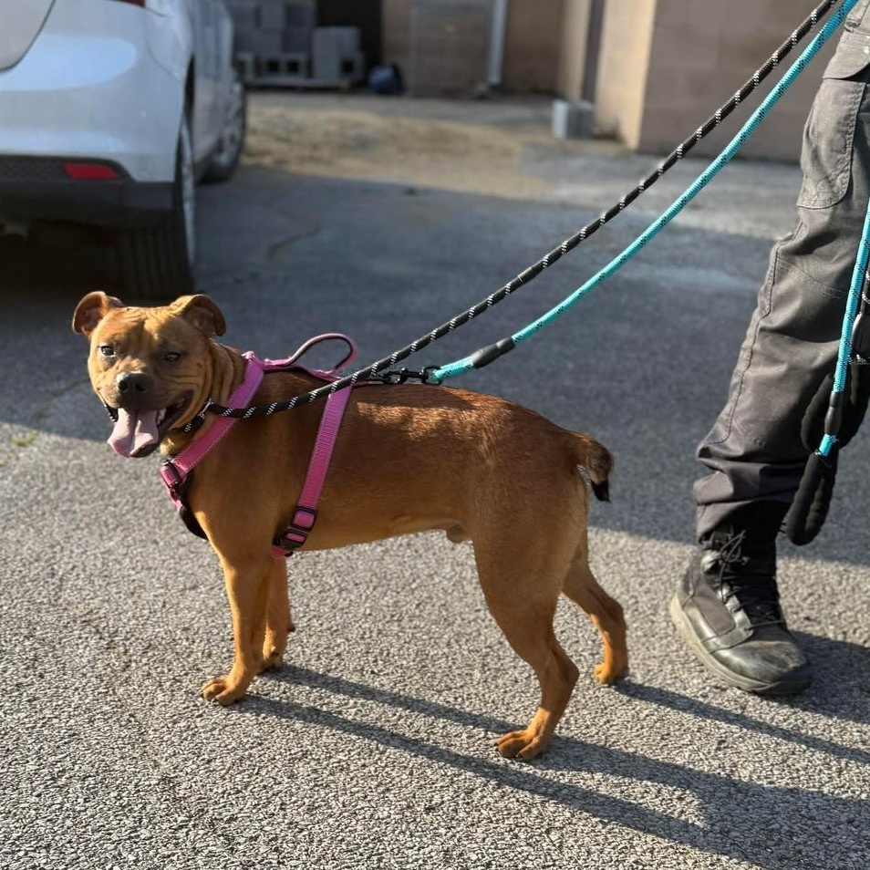 Brownie, a Adopted mixed breed in Seth, WV image 1/6