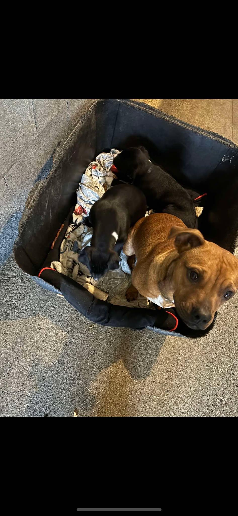 Brownie, a Adopted mixed breed in Seth, WV image 5/6