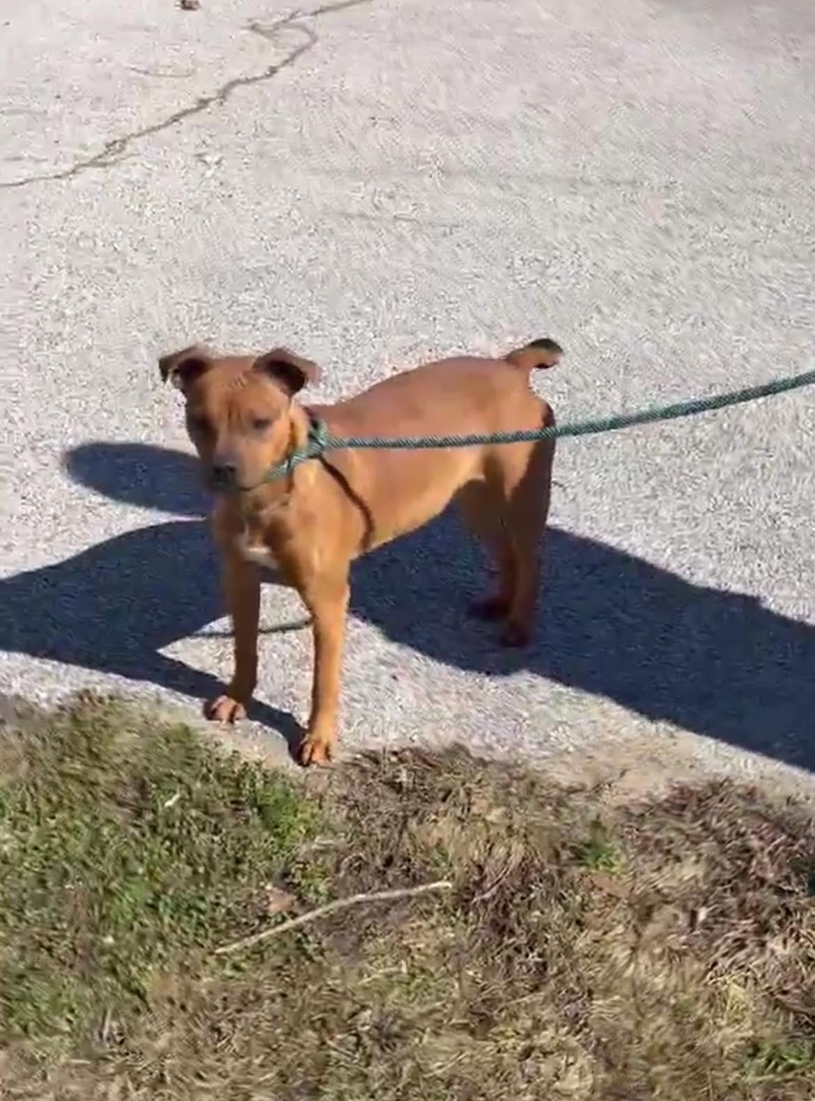 Brownie, a Adopted mixed breed in Seth, WV image 3/6