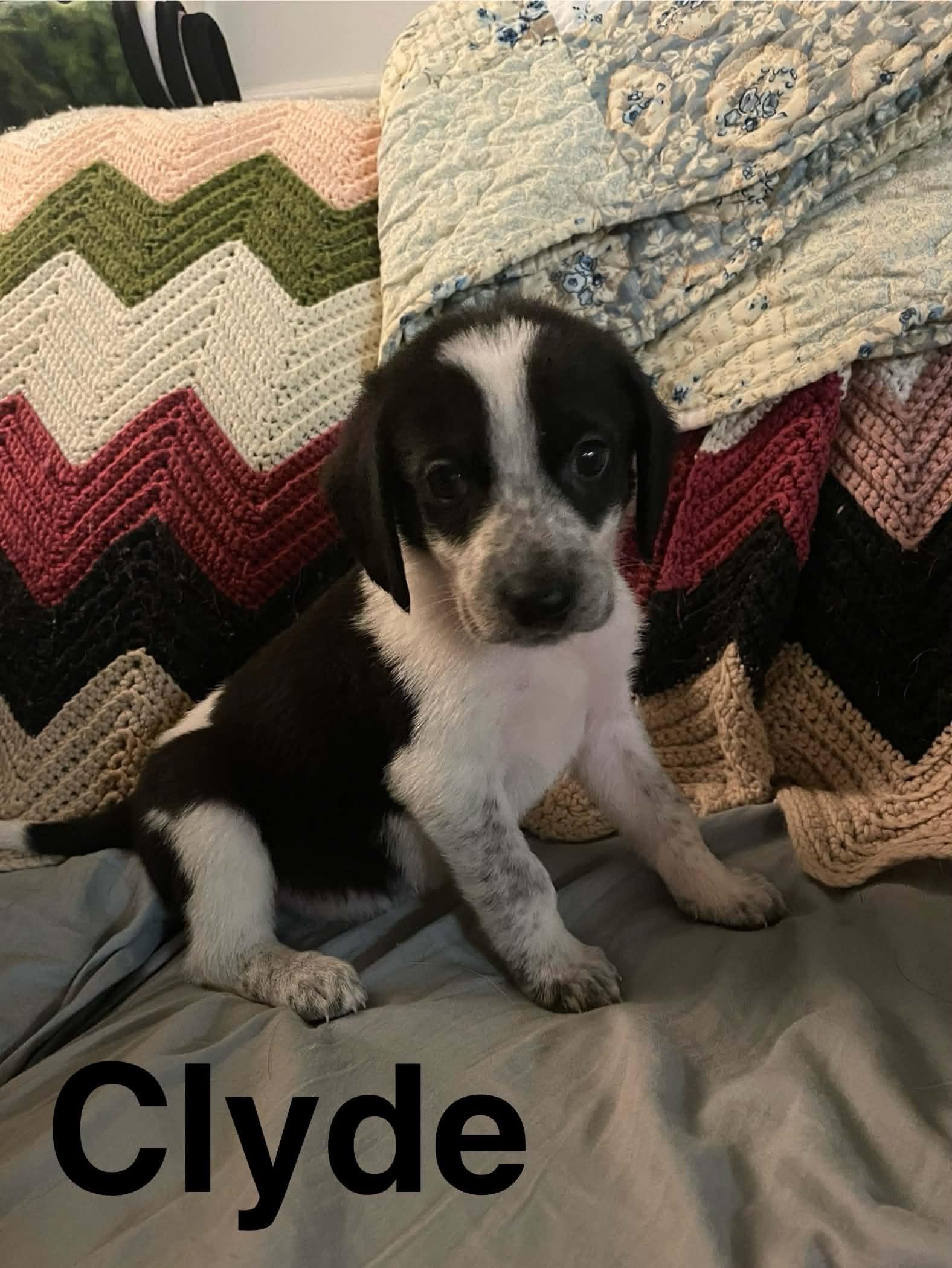 Clyde, ADOPTABLE, Puppy Male Beagle & Spaniel.