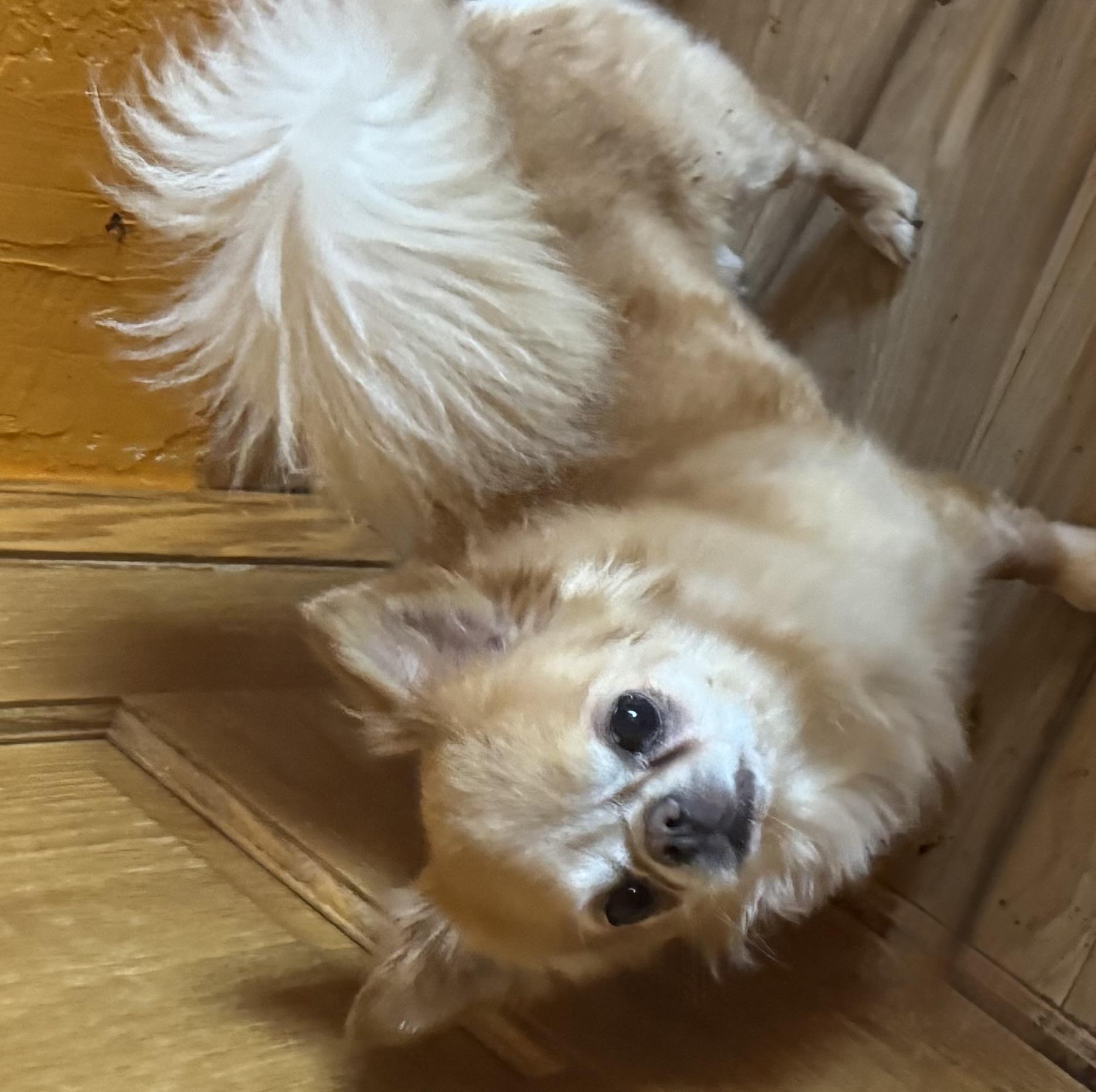 Enlarge Fernando, a ADOPTABLE Pomeranian in Glenwood City, WI image 4/5