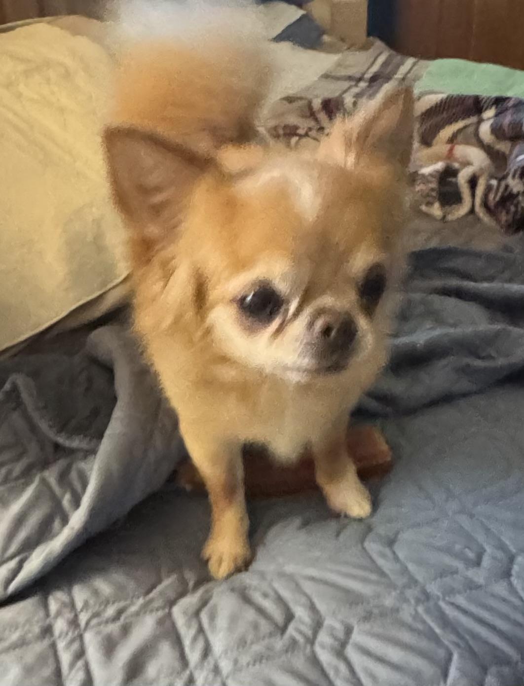 Fernando, ADOPTABLE, Adult Male Pomeranian.