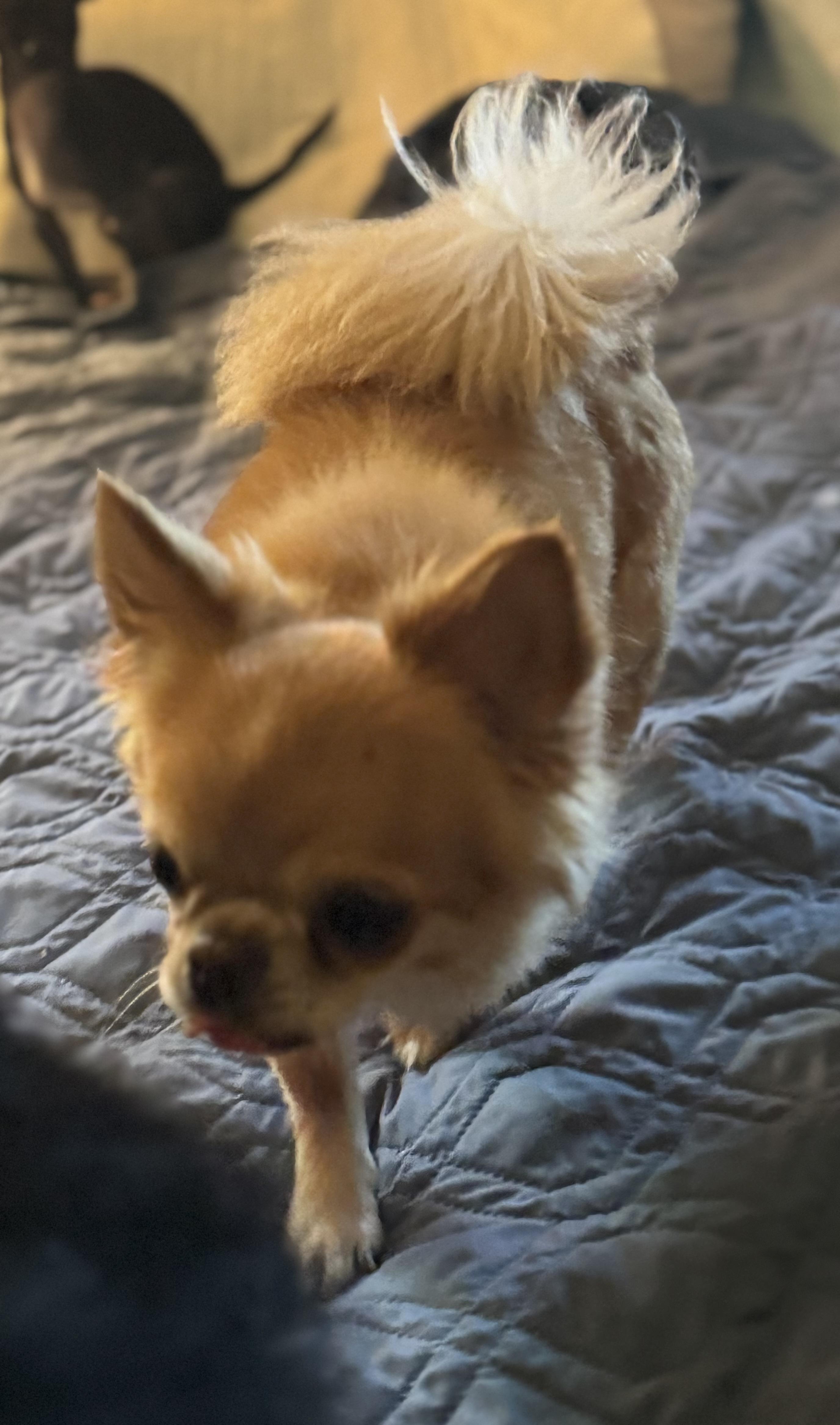Enlarge Fernando, a ADOPTABLE Pomeranian in Glenwood City, WI image 3/5