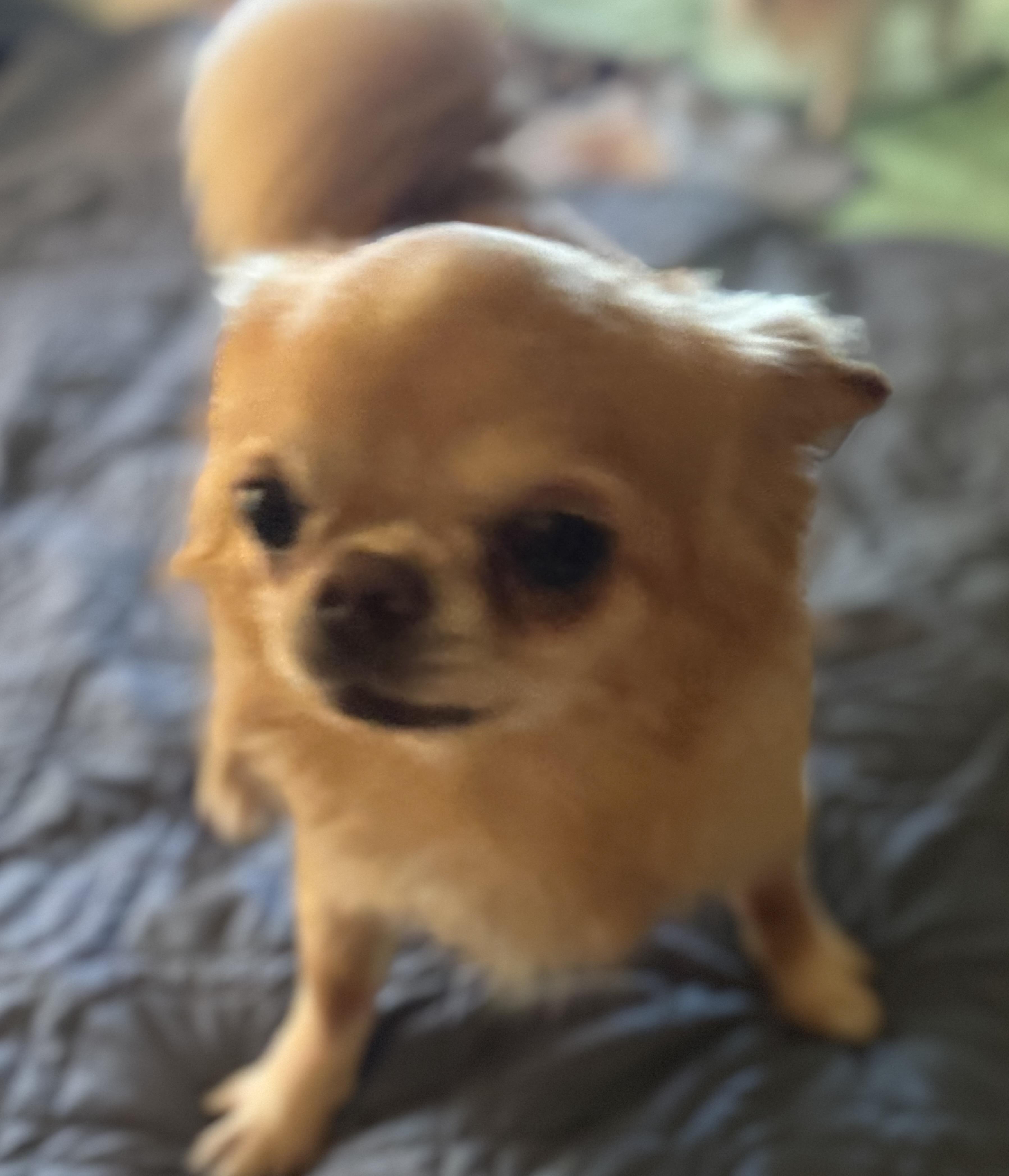 Enlarge Fernando, a ADOPTABLE Pomeranian in Glenwood City, WI image 2/5