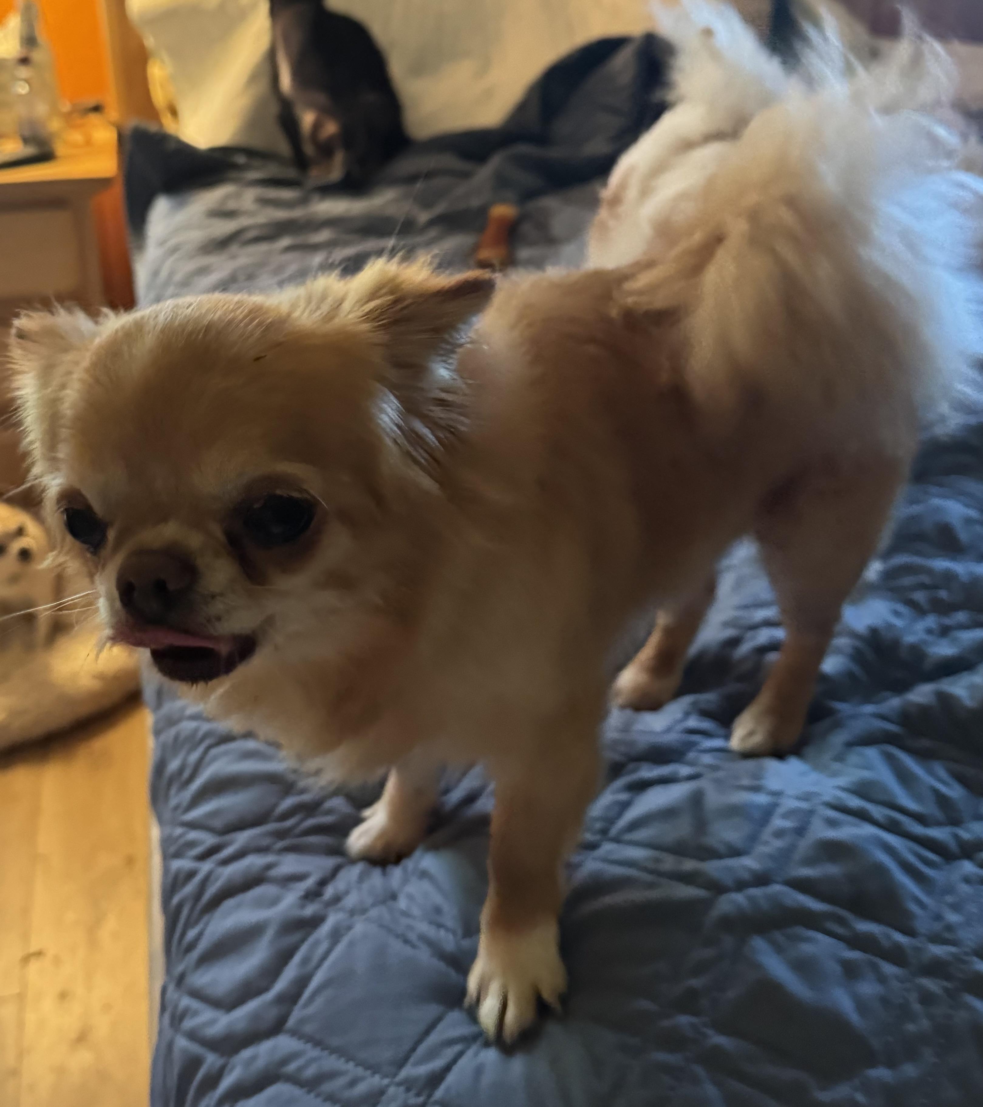 Enlarge Fernando, a ADOPTABLE Pomeranian in Glenwood City, WI image 5/5